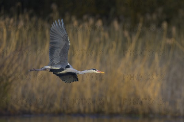 Grey heron (Ardea cinerea), adult heron in flight in front of reeds, evening light, Neckar valley, Baden-Württemberg, Germany, Europe