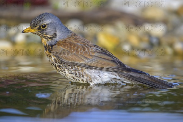 Juniper thrush (Turdus pilaris), bathing, biosphere reserve, Swabian Alb, Baden-Württemberg, Germany, Europe