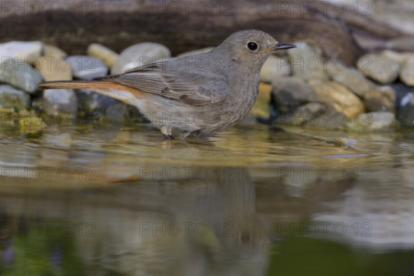 Black redstart (Phoenicurus ochruros), female bathing, biosphere reserve, Swabian Alb, Baden-Württemberg, Germany, Europe