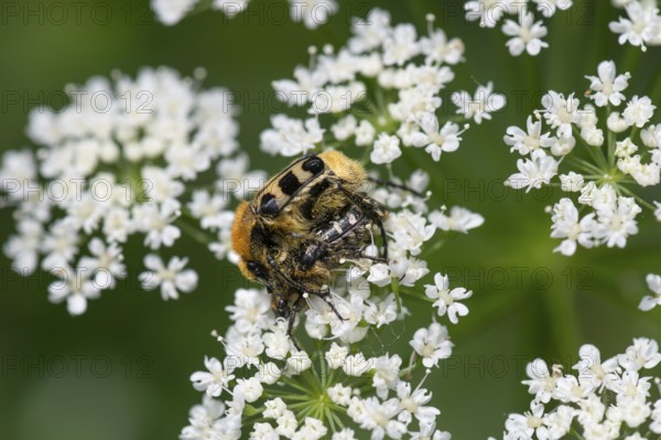 Mating of brush beetles (Trichius) on a goutweed flower, Bavaria, Germany, Europe