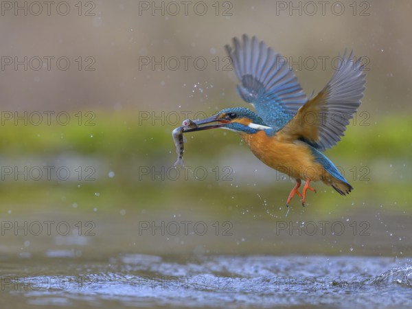 Kingfisher (Alcedo atthis), in flight with two fish in its beak, Lechauen, Bavaria