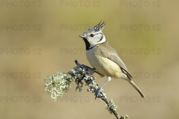 Crested Tit (Lophophanes Scalloped ribbonfish), on a branch overgrown with lichen, Wilnsdorf, North Rhine-Westphalia, Germany, Europe