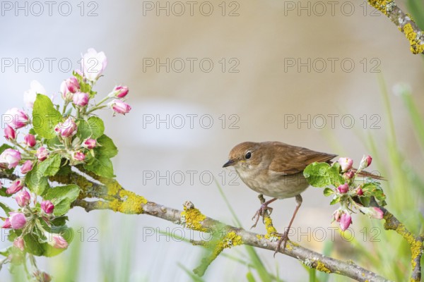 Nightingale (Luscinia megarhynchos) Germany