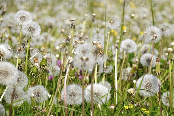 Dandelions, meadow in spring, Germany, Europe