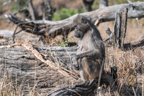 Bear baboon (Papio ursinus), on a tree trunk, Kruger National Park, South Africa, Africa