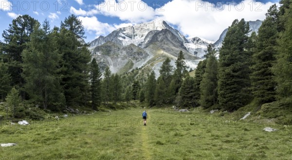 Mountaineer on a hiking trail between trees, mountain landscape near Arolla, in the background mountain peak Mont Blanc de Cheilon and glacier Glacier de Tsijore Nouve, Valais, Western Alps, Switzerland, Europe