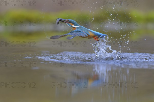 Kingfisher (Alcedo atthis), taking off from the water with a fish in its beak, Lechauen, Bavaria