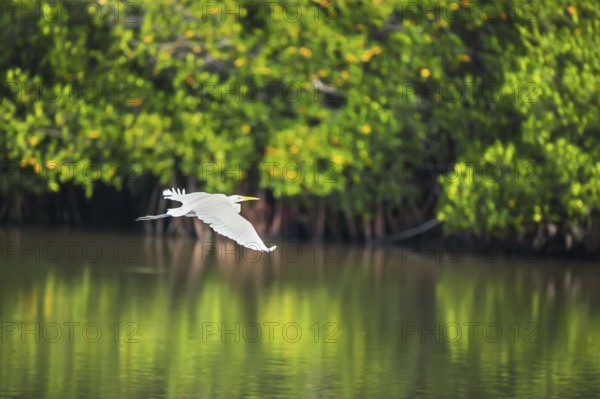 Great white egret (Ardea alba) in flight, Sanibel Island, J.N. Ding Darling National Wildlife Refuge, Florida, USA, North America