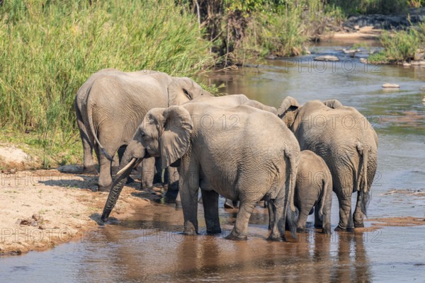 African elephant (Loxodonta africana), group drinking at the river, Kruger National Park, South Africa, Africa
