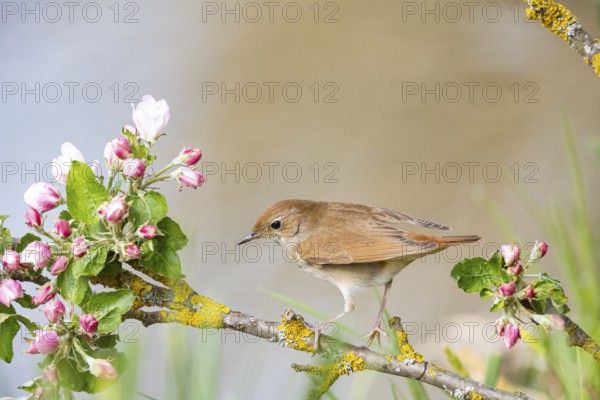 Nightingale (Luscinia megarhynchos) Germany