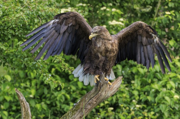 Eagle with open wings standing imposingly on a branch, white-tailed eagle (Haliaeetus albicilla), France, Europe
