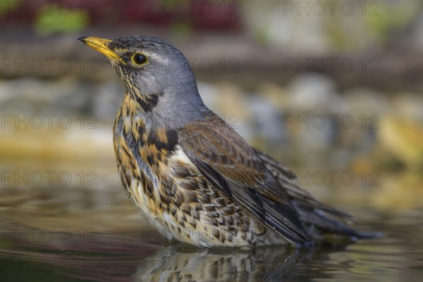 Juniper thrush (Turdus pilaris), bathing, biosphere reserve, Swabian Alb, Baden-Württemberg, Germany, Europe