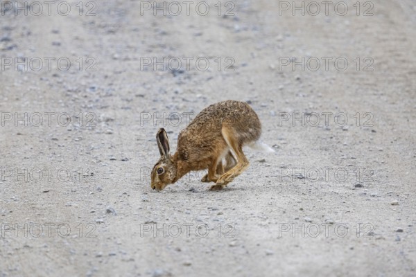 European hare (Lepus europaeus) Germany