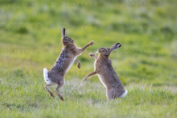 European hare (Lepus europaeus) Mating season Germany