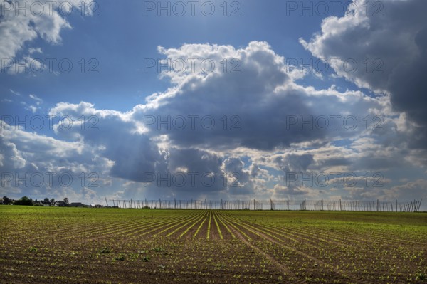 Hop and wheat cultivation, cloudy sky, Franconia, Bavaria, Germany, Europe