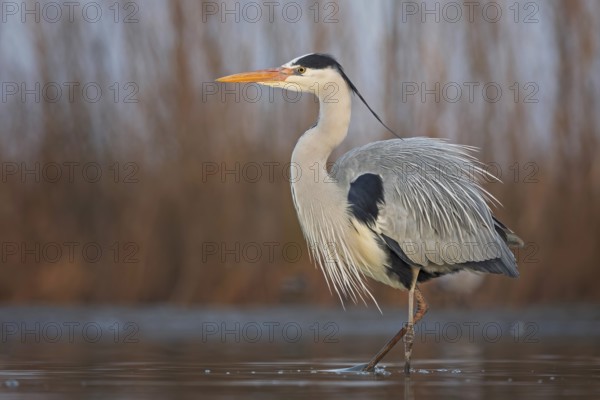 Grey heron (Ardea cinerea) hunting, foraging, fishing, preying, sunrise, morning light, Kiskunsag National Park, Hungary, Europe