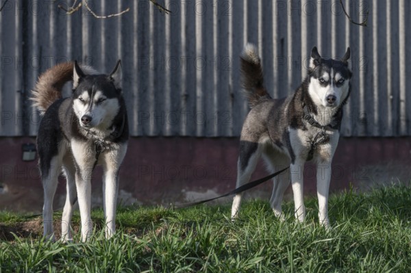 Dogs, two Siberian Huskies (Canis lupus familiaris) in front of a barn on a farm, Bavaria, Germany, Europe