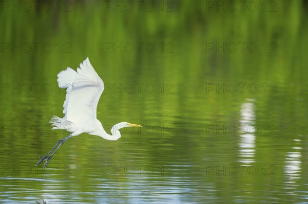 Great white egret (Ardea alba) in flight, Sanibel Island, J.N. Ding Darling National Wildlife Refuge Florida, USA, North America