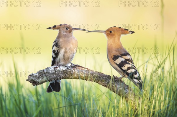 Hoopoe (Upupa epops) Bird of the Year 2022, male with food for his female, bridal gift, mating, courtship, begging for food, foraging, erected bonnet, pair, breeding cavity, sunrise, interaction, flying, begging for food, climate change, Middle Elbe Biosphere Reserve, Saxony-Anhalt, Germany, Europe
