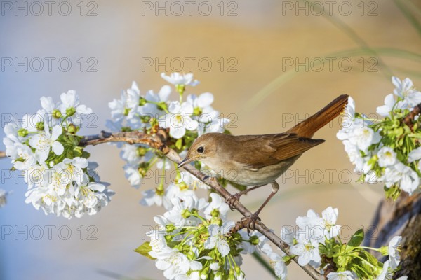 Nightingale (Luscinia megarhynchos) Germany