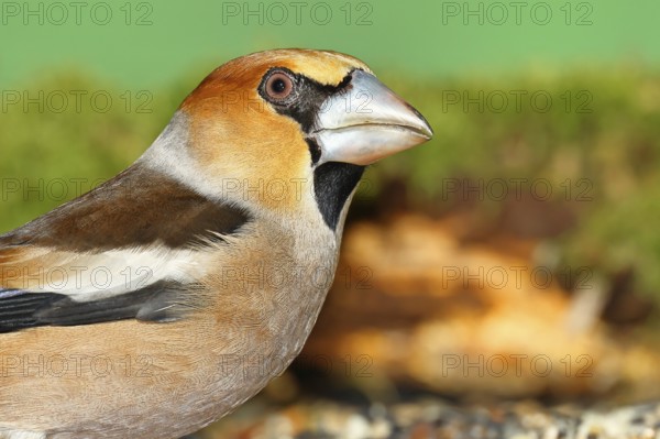 Hawfinch (Coccothraustes coccothraustes), male, animal portrait, North Rhine-Westphalia, Germany, Europe