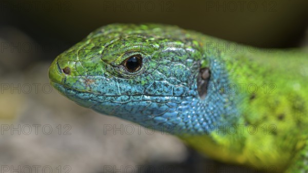 Western green lizard (Lacerta bilineata), animal portrait, resting on a stone of a dry stone wall, Neckar valley, Baden-Württemberg, Germany, Europe