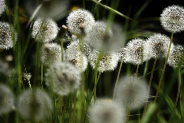 Dandelions, meadow in spring, Germany, Europe