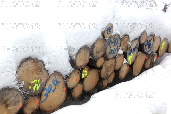 Wood pile, covered by snow, log pile in the forest, timber, firewood, winter