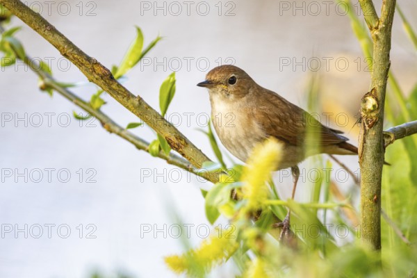 Nightingale (Luscinia megarhynchos) Germany