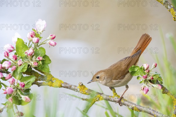 Nightingale (Luscinia megarhynchos) Germany