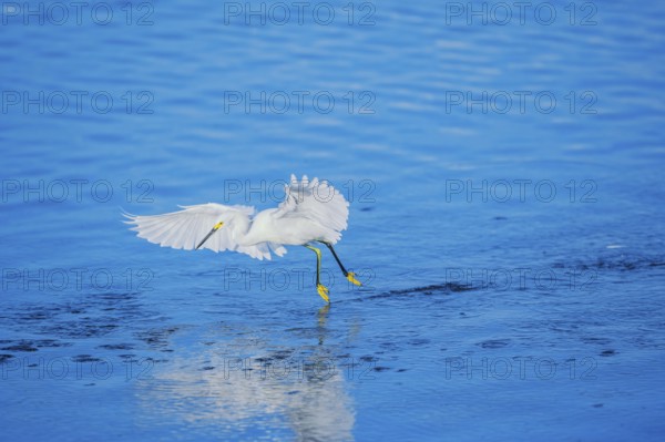 Snowy Egret (Egretta thula) starting flight, Sanibel Island, J.N. Ding Darling National Wildlife Refuge, Florida, USA, North America