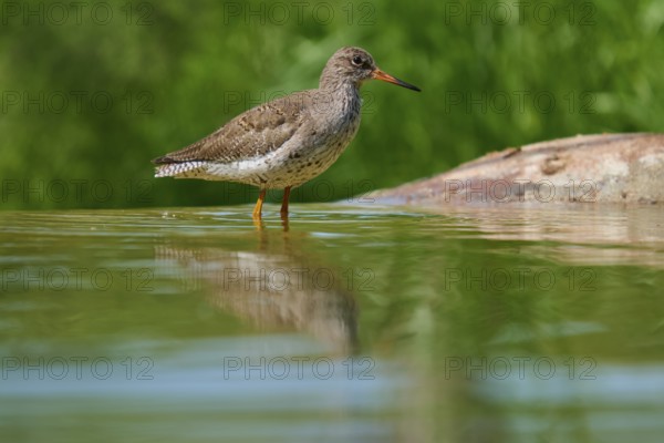 Redshank (Tringa totanuss), standing at the edge of the water with a clear reflection, France, Europe