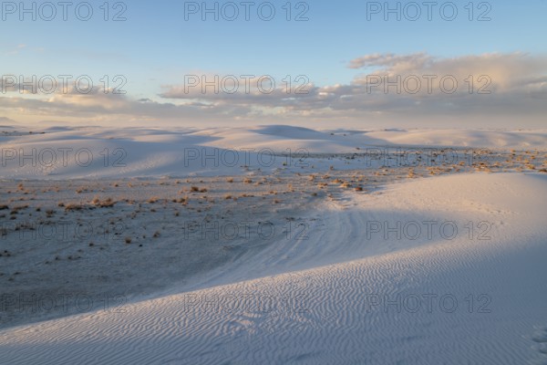 Desert grasses in flatter areas of the White Sands National Park in Alamogordo, New Mexico, USA, North America