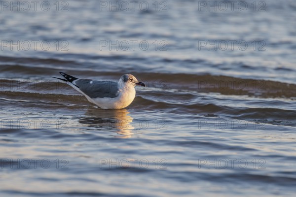 Seagull floating at the waterline searching for food along the Mississippi Gulf Coast in evening light