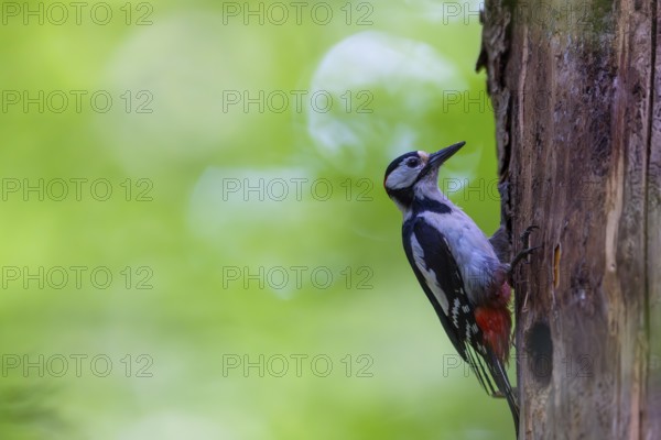 Pileated Woodpecker (Dendrocopos major) at the breeding cavity, Piciformes, Göggingen, Krauchenwies, Landkreis Sigmaringen, Baden-Württemberg, Baden-Württemberg, Germany, Europe