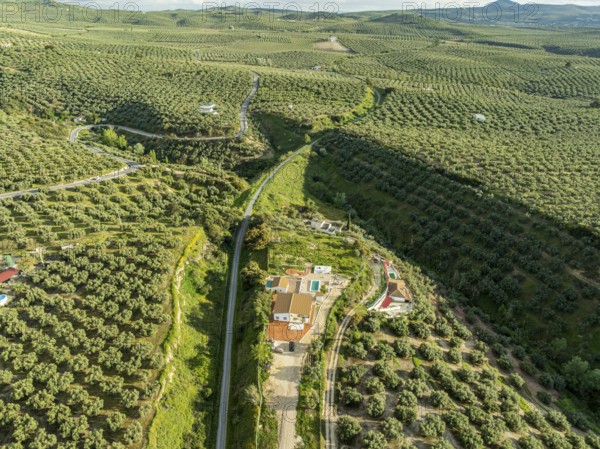 Fields of olive trees, trees planted in rows, aerial view, near village Cabra, Andalusia, Spain, Europe