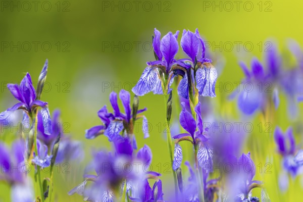 Siberian iris (Iris sibirica), Iris family (Iridaceae), Eriskircher Ried, Baden-Württemberg, Baden-Württemberg, Germany, Europe