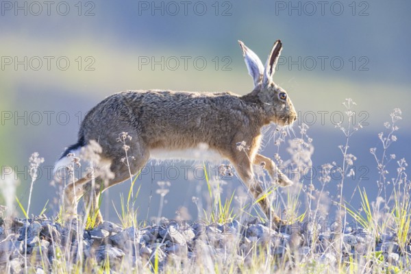 European hare (Lepus europaeus) Germany