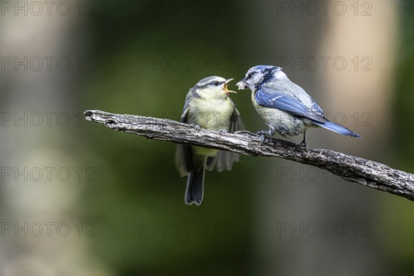 Blue tits (Parus caerulea), feeding young animals, Emsland, Lower Saxony, Germany, Europe