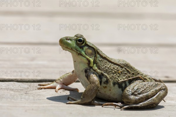 Detroit, Michigan - An American bullfrog (Lithobates catesbeianus) on a boardwalk in Belle Isle State Park