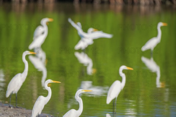 Great white egrets (Ardea alba) looking for food in a pond, Sanibel Island, J.N. Ding Darling National Wildlife Refuge, Florida, USA, North America