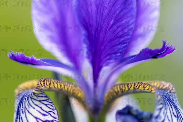 Siberian iris (Iris sibirica), Iris family (Iridaceae), Eriskircher Ried, Baden-Württemberg, Baden-Württemberg, Germany, Europe