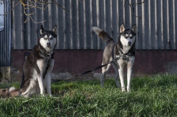 Dogs, two Siberian Huskies (Canis lupus familiaris) in front of a barn on a farm, Bavaria, Germany, Europe