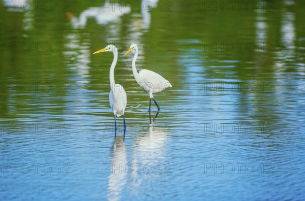 Great white egrets (Ardea alba) looking for food in a pond, Sanibel Island, J.N. Ding Darling National Wildlife Refuge, Florida, USA, North America