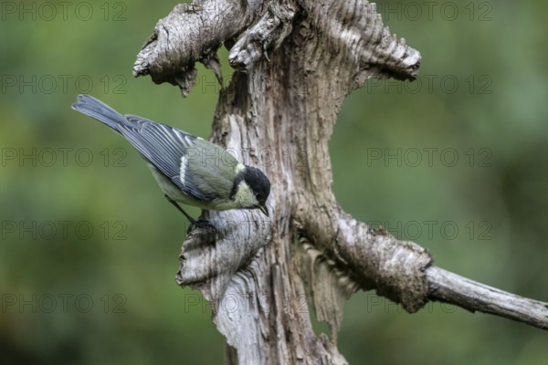 Great Tit (Parus major), Emsland, Lower Saxony, Germany, Europe
