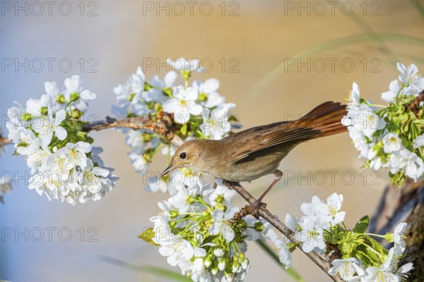 Nightingale (Luscinia megarhynchos) Germany