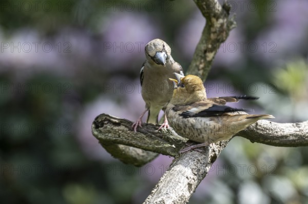 Hawfinch (Coccothraustes coccothraustes), feeding juveniles, Emsland, Lower Saxony, Germany, Europe