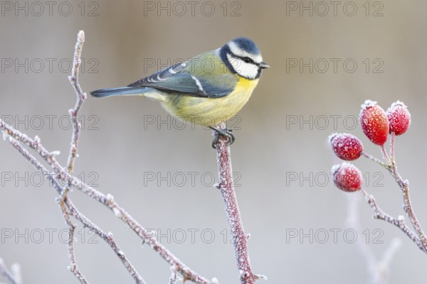 Blue tit (Parus caeruleus) Germany