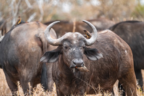 Cape buffalo (Syncerus caffer caffer) with yellowbill oxpecker (Buphagus africanus), Kruger National Park, South Africa, Africa