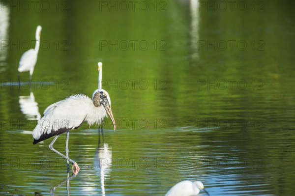 Great white egrets (Ardea alba) and Wood Stork (Mycteria Americana) fishing, Sanibel Island, J.N. Ding Darling National Wildlife Refuge, Florida, USA, North America